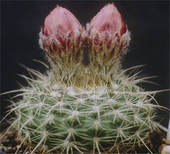Notocactus concinnus var. eremiticus fa. rubrigemmatus Schl. 156