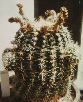 Notocactus concinnus var. rubrigemmatus Schl. 156 (Wildpflanze Sammlung Schlosser)