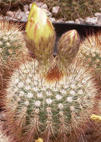 Notocactus tabularis var. setispinus WRA 12a