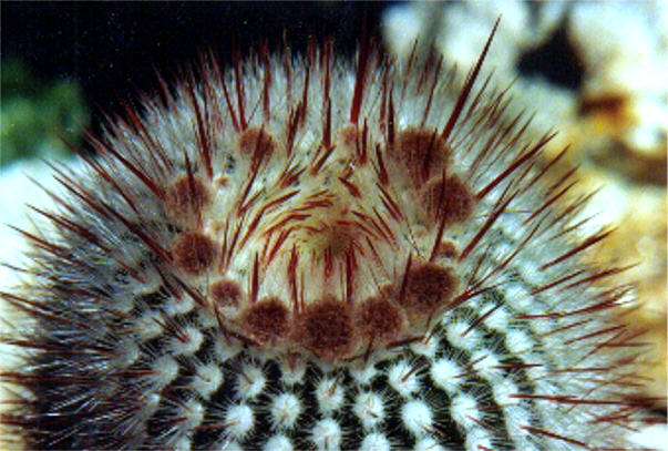 Notocactus scopa fa xiphacanthus