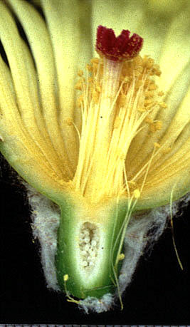 Blütenschnitt Notocactus mammulosus fa. marmaraja